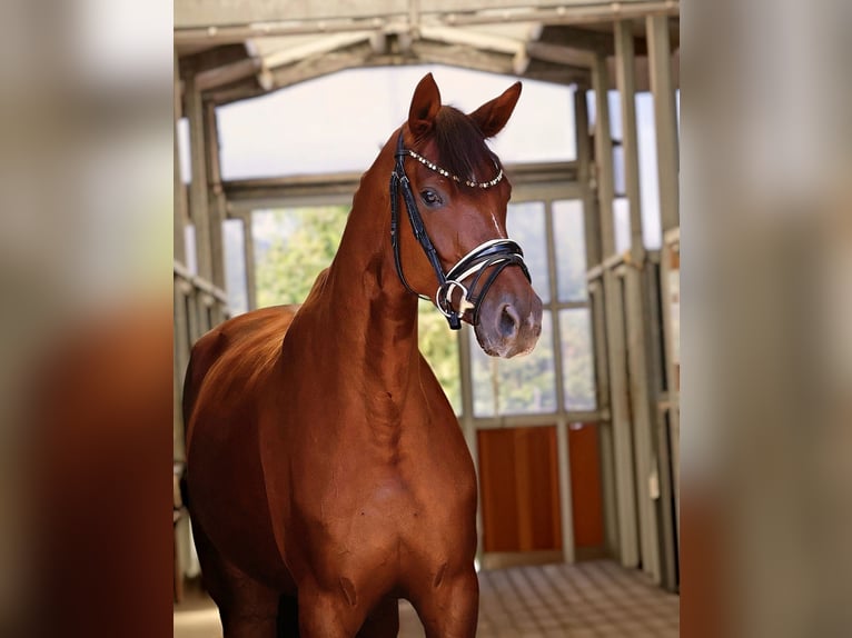 Caballo de deporte alemán Yegua 4 años 166 cm Alazán-tostado in Bad Wörishofen