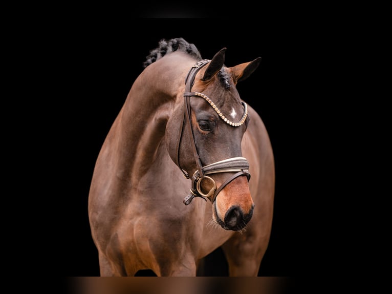 Caballo de deporte alemán Yegua 4 años 166 cm Castaño in Wehringen