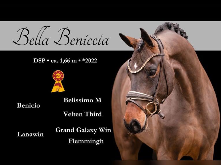 Caballo de deporte alemán Yegua 4 años 166 cm Castaño in Wehringen