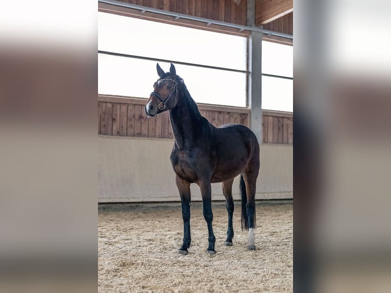 Caballo de deporte alemán Yegua 4 años 166 cm Castaño in Kraiburg am Inn