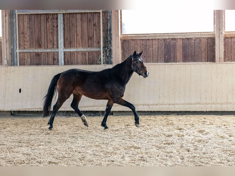 Caballo de deporte alemán Yegua 4 años 166 cm Castaño in Kraiburg am Inn