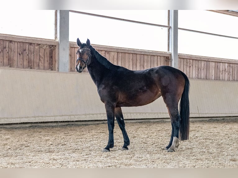 Caballo de deporte alemán Yegua 4 años 166 cm Castaño in Kraiburg am Inn