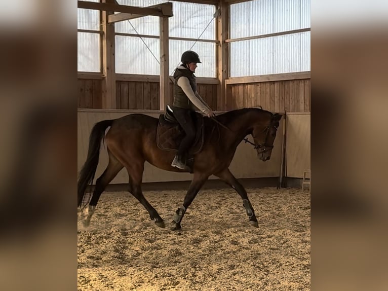 Caballo de deporte alemán Yegua 4 años 166 cm Castaño in Kraiburg am Inn