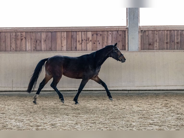 Caballo de deporte alemán Yegua 4 años 166 cm Castaño in Kraiburg am Inn