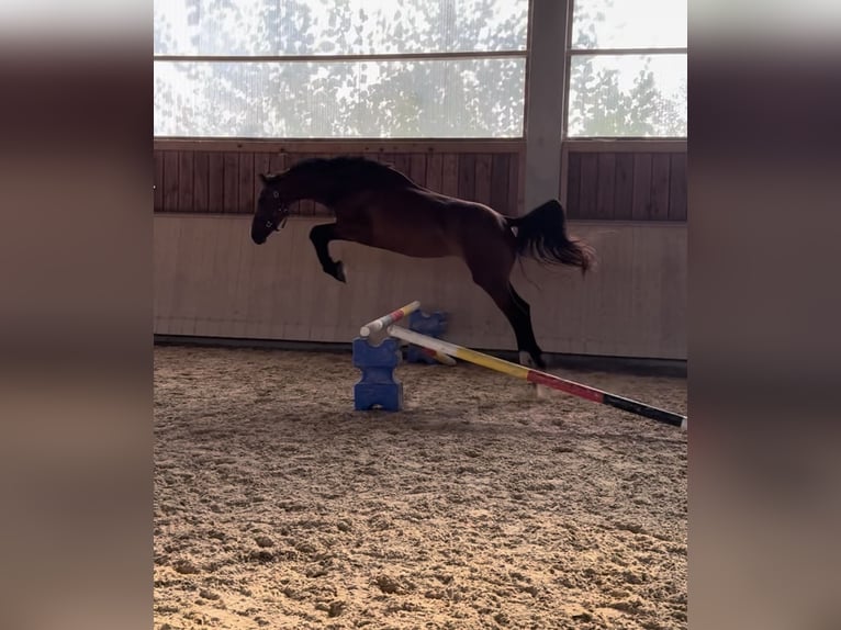 Caballo de deporte alemán Yegua 4 años 166 cm Castaño in Kraiburg am Inn