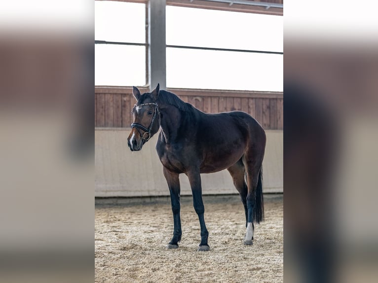 Caballo de deporte alemán Yegua 4 años 166 cm Castaño in Kraiburg am Inn