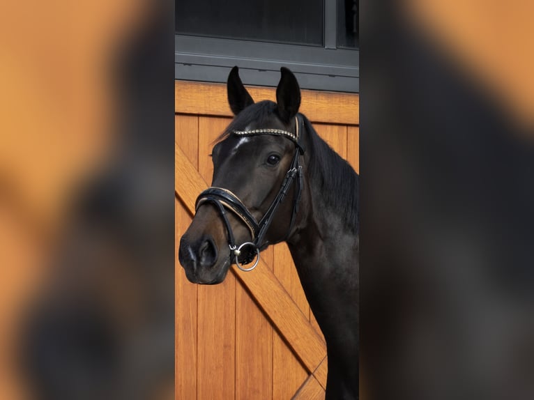Caballo de deporte alemán Yegua 4 años 166 cm Castaño oscuro in Hülben
