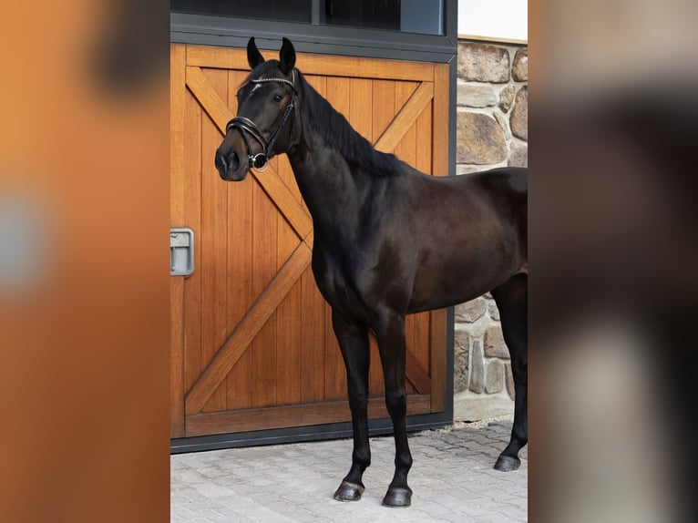 Caballo de deporte alemán Yegua 4 años 166 cm Castaño oscuro in Hülben