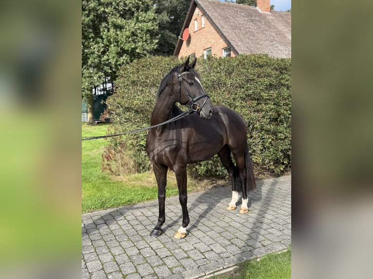 Caballo de deporte alemán Yegua 4 años 166 cm Morcillo in Vechta