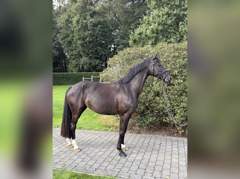 Caballo de deporte alemán Yegua 4 años 166 cm Morcillo in Vechta