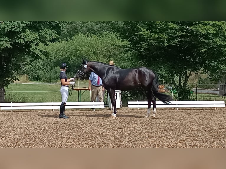 Caballo de deporte alemán Yegua 4 años 166 cm Negro in Plech