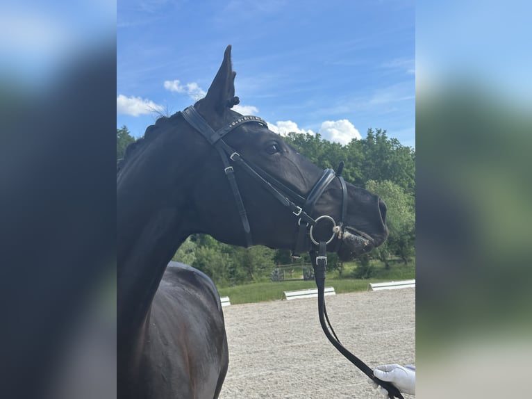 Caballo de deporte alemán Yegua 4 años 166 cm Negro in Freystadt