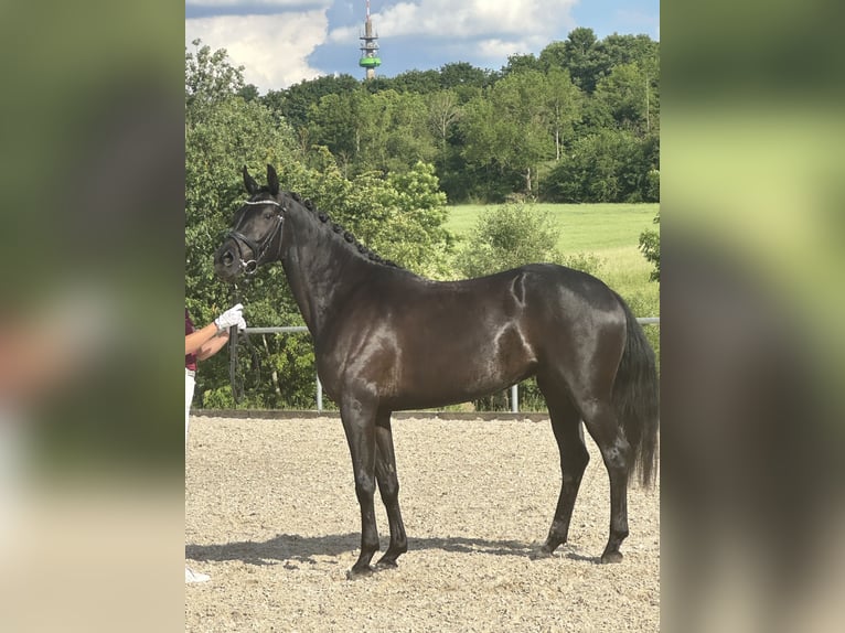 Caballo de deporte alemán Yegua 4 años 166 cm Negro in Freystadt