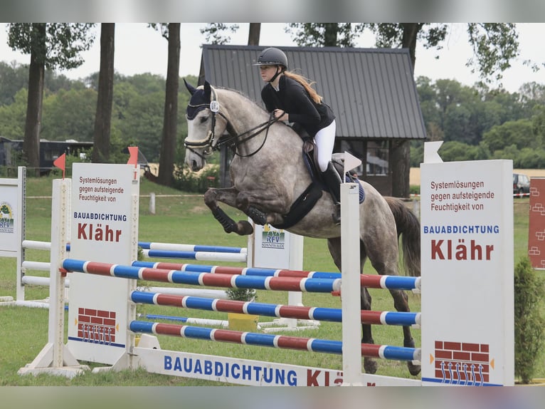 Caballo de deporte alemán Yegua 4 años 166 cm Tordo rodado in Herzberg/Elster