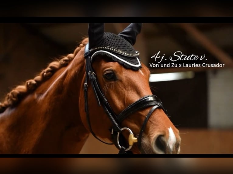 Caballo de deporte alemán Yegua 4 años 167 cm Alazán in Düsseldorf