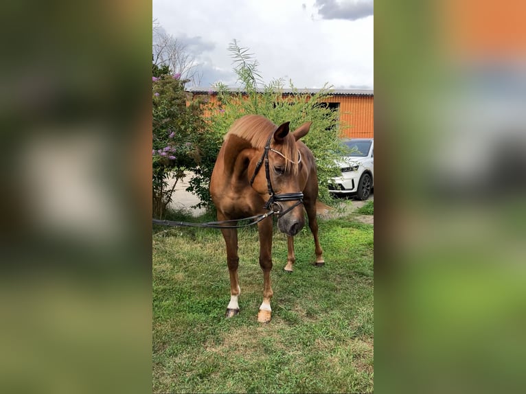 Caballo de deporte alemán Yegua 4 años 167 cm Alazán in Rochau