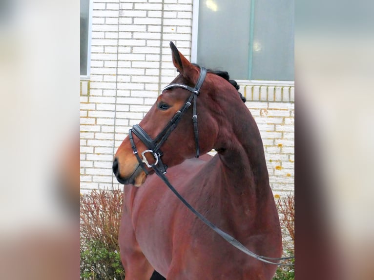 Caballo de deporte alemán Yegua 4 años 167 cm Castaño in Lastrup