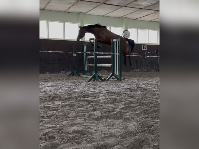 Caballo de deporte alemán Yegua 4 años 167 cm Castaño in Teupitz