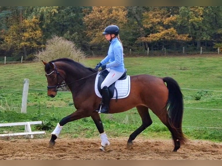 Caballo de deporte alemán Yegua 4 años 167 cm Castaño in Vorbeck