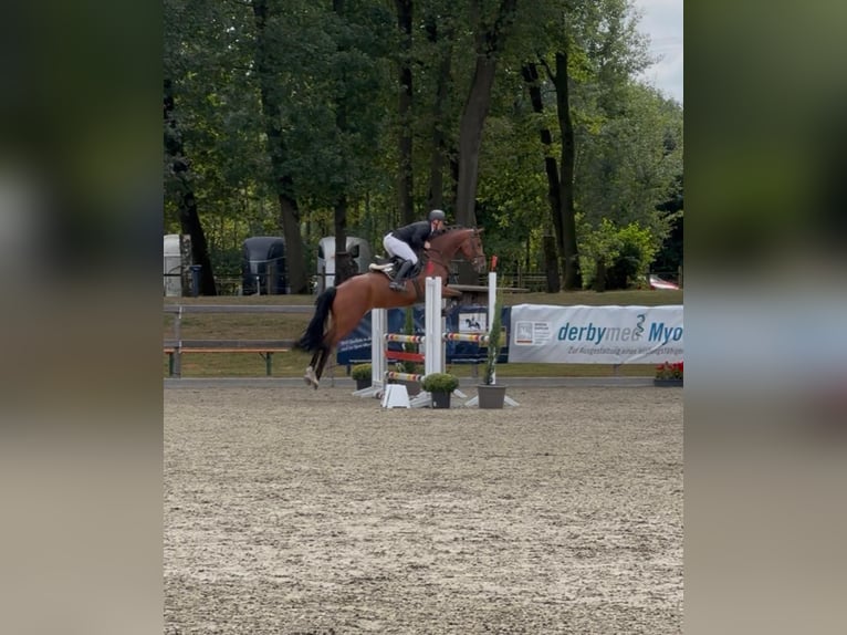 Caballo de deporte alemán Yegua 4 años 167 cm Castaño claro in Sch&#xF6;ppingen
