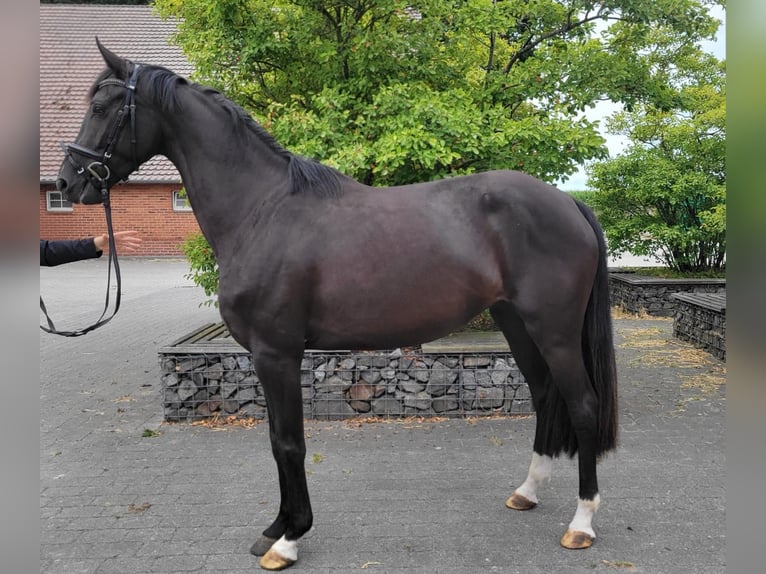 Caballo de deporte alemán Yegua 4 años 167 cm Negro in Vechta