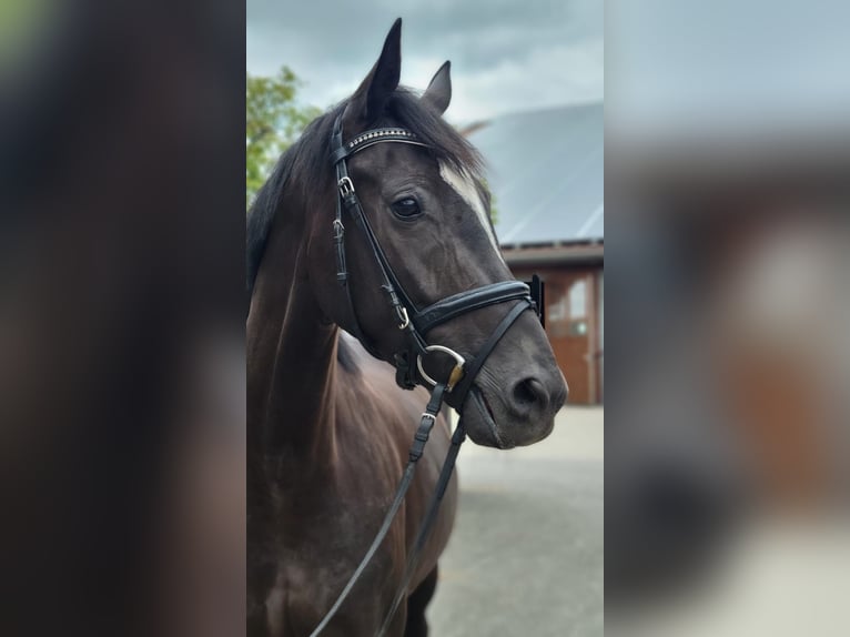 Caballo de deporte alemán Yegua 4 años 167 cm Negro in Vechta