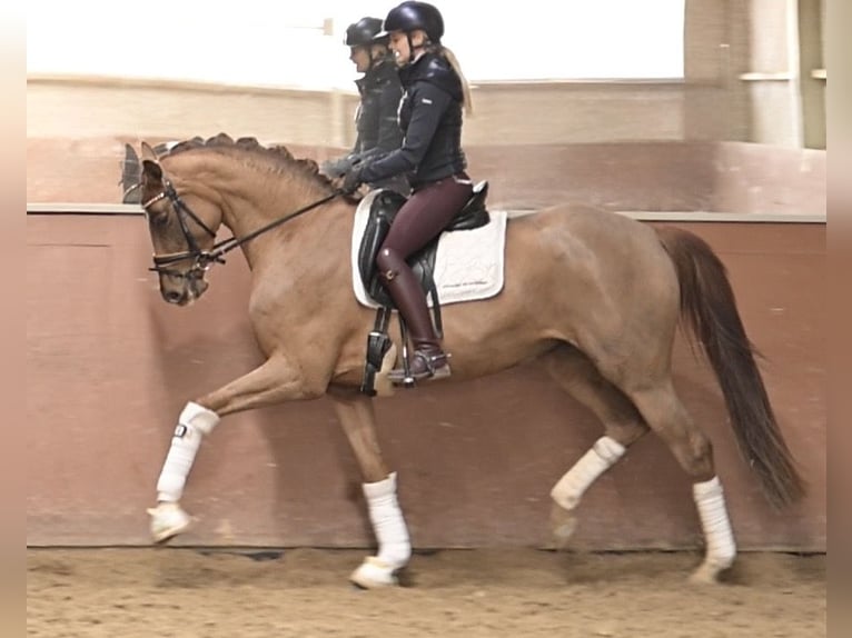 Caballo de deporte alemán Yegua 4 años 168 cm Alazán in Wehringen