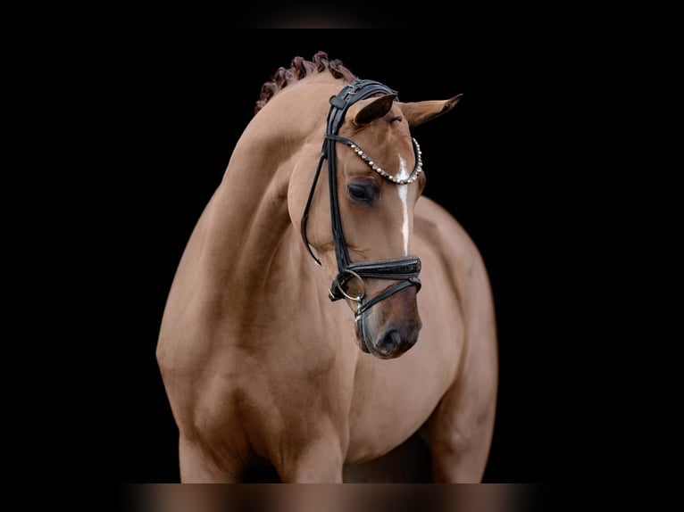 Caballo de deporte alemán Yegua 4 años 168 cm Alazán in Wehringen