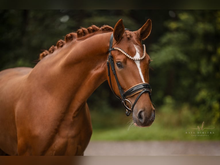 Caballo de deporte alemán Yegua 4 años 168 cm Alazán in Wehringen