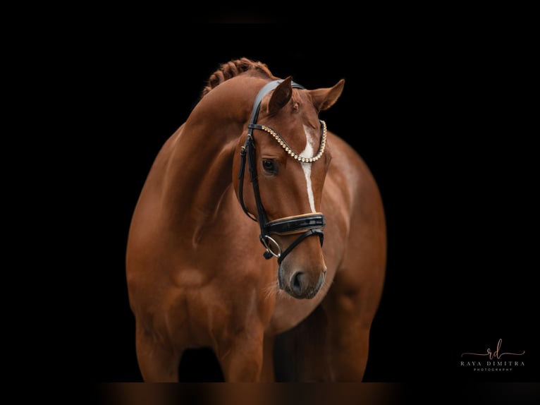 Caballo de deporte alemán Yegua 4 años 168 cm Alazán in Wehringen