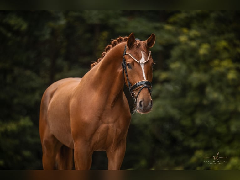 Caballo de deporte alemán Yegua 4 años 168 cm Alazán in Wehringen