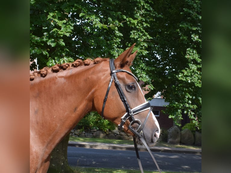 Caballo de deporte alemán Yegua 4 años 168 cm Alazán in Fredenbeck