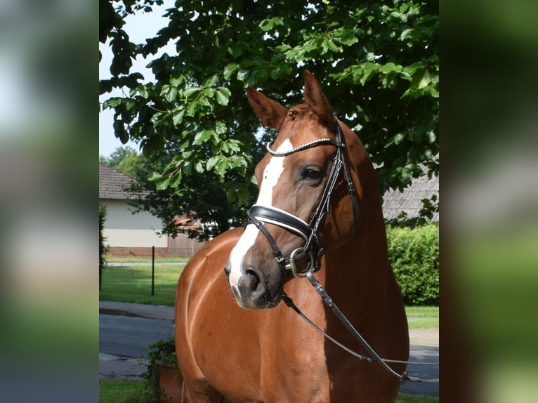 Caballo de deporte alemán Yegua 4 años 168 cm Alazán in Fredenbeck