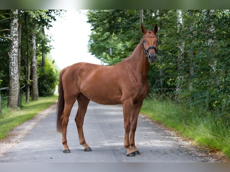 Caballo de deporte alemán Yegua 4 años 168 cm Alazán in Illertissen