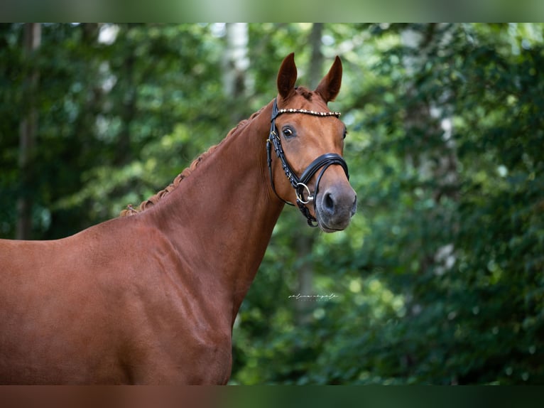 Caballo de deporte alemán Yegua 4 años 168 cm Alazán in Illertissen