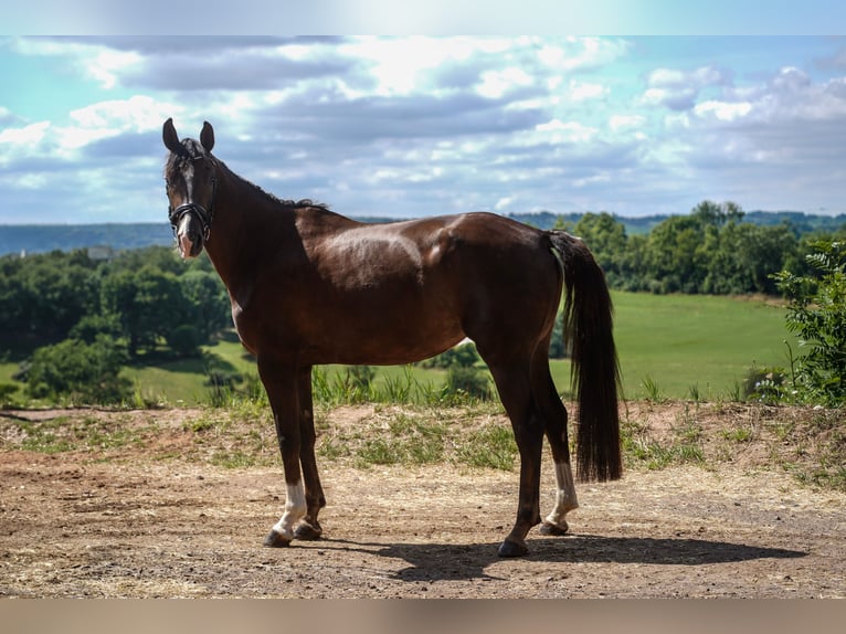 Caballo de deporte alemán Yegua 4 años 168 cm Alazán-tostado in Beckingen