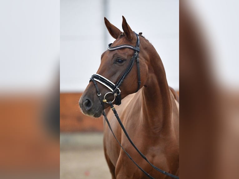 Caballo de deporte alemán Yegua 4 años 168 cm Alazán-tostado in Gomadingen