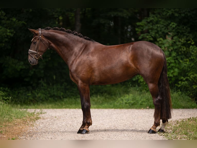 Caballo de deporte alemán Yegua 4 años 168 cm Alazán-tostado in Wehringen