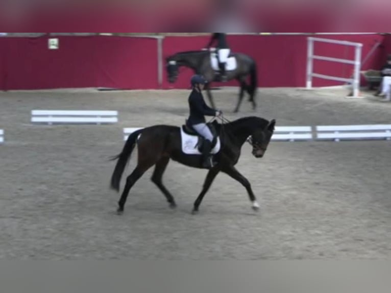 Caballo de deporte alemán Yegua 4 años 168 cm Castaño in Uelzen