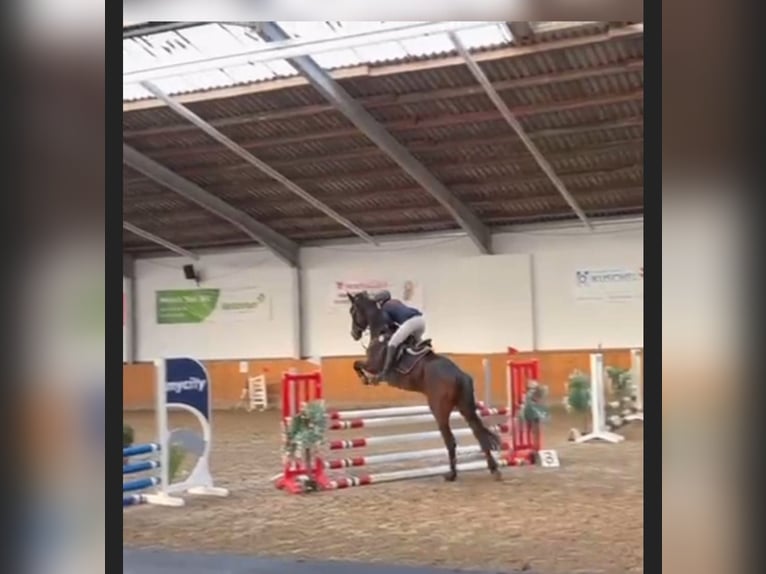 Caballo de deporte alemán Yegua 4 años 168 cm Castaño in Uelzen