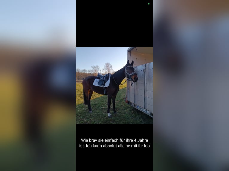 Caballo de deporte alemán Yegua 4 años 168 cm Castaño in Uelzen