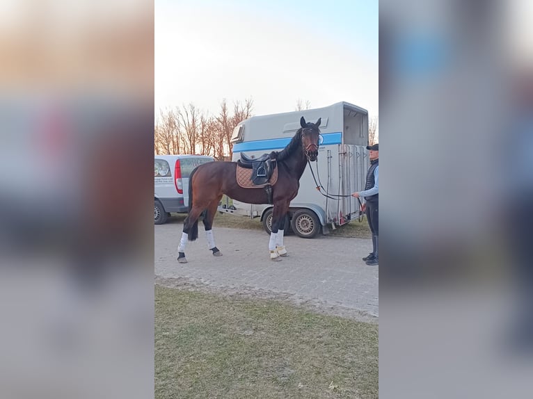 Caballo de deporte alemán Yegua 4 años 168 cm Castaño in Uelzen