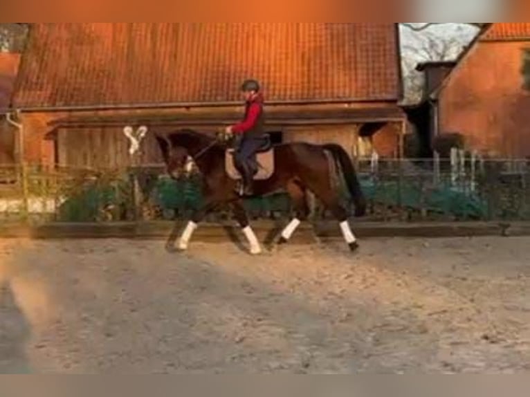 Caballo de deporte alemán Yegua 4 años 168 cm Castaño in Uelzen