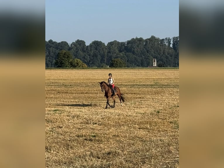 Caballo de deporte alemán Yegua 4 años 168 cm Castaño in Kraiburg am Inn