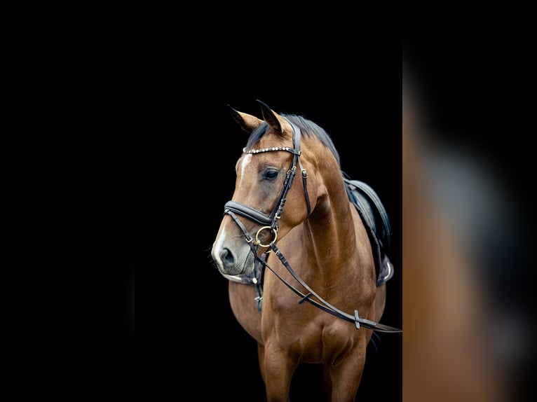 Caballo de deporte alemán Yegua 4 años 168 cm Castaño in Kraiburg am Inn