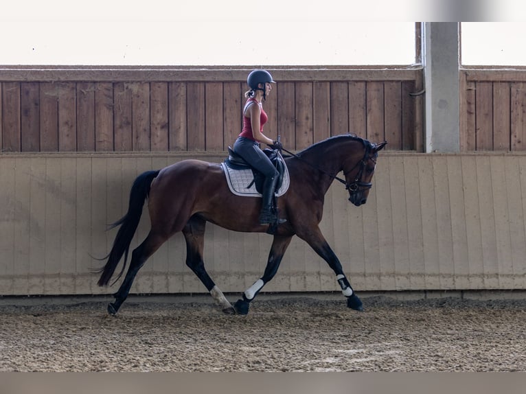 Caballo de deporte alemán Yegua 4 años 168 cm Castaño in Kraiburg am Inn