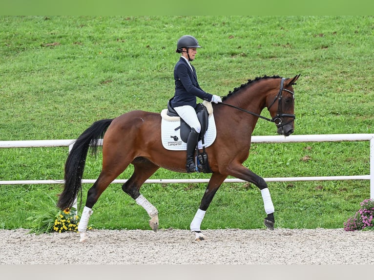 Caballo de deporte alemán Yegua 4 años 168 cm Castaño in Gomadingen