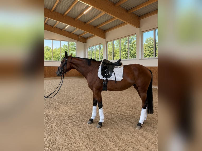 Caballo de deporte alemán Yegua 4 años 168 cm Castaño in Vechta