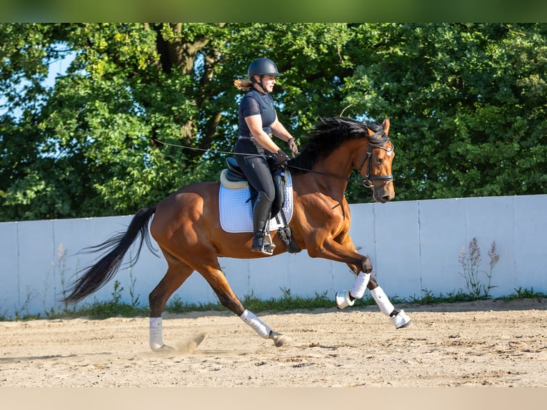 Caballo de deporte alemán Yegua 4 años 168 cm Castaño in Radeburg