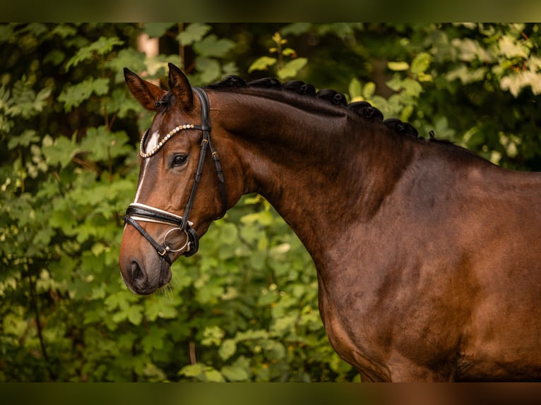 Caballo de deporte alemán Yegua 4 años 168 cm Castaño oscuro in Wehringen